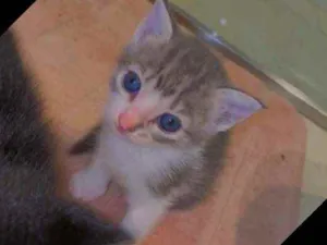 Gato raça sem raça  idade Abaixo de 2 meses nome não demos nome 