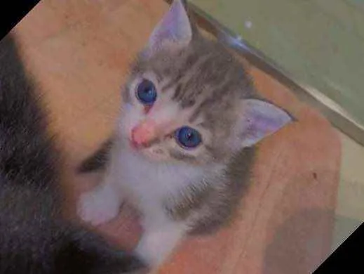 Gato ra a sem raça  idade Abaixo de 2 meses nome não demos nome 