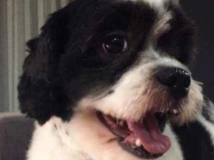 Cachorro ra a Lhasa Apso idade 6 ou mais anos nome TUPAC