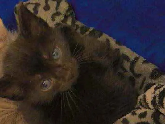 Gato ra a sem raça  idade Abaixo de 2 meses nome não demos nome 