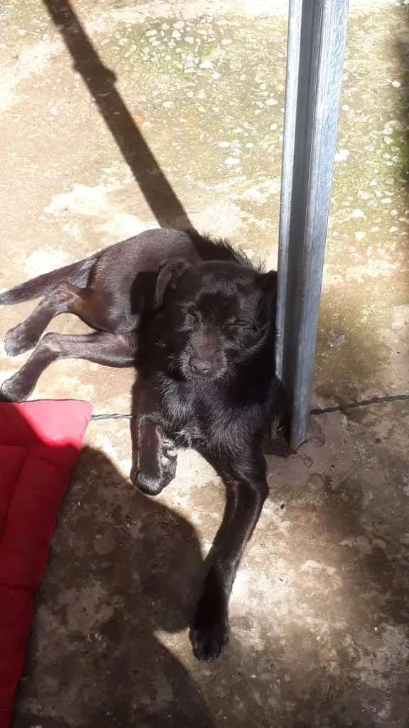 Cachorro ra a SRD-ViraLata idade 3 anos nome Patrícia