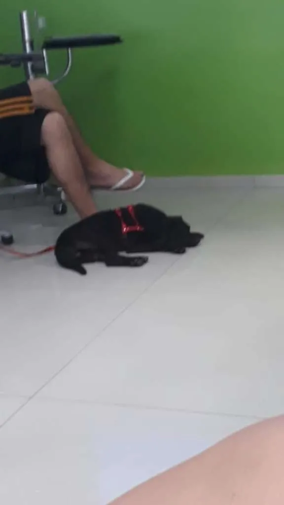 Cachorro ra a SRD-ViraLata idade 3 anos nome Patrícia