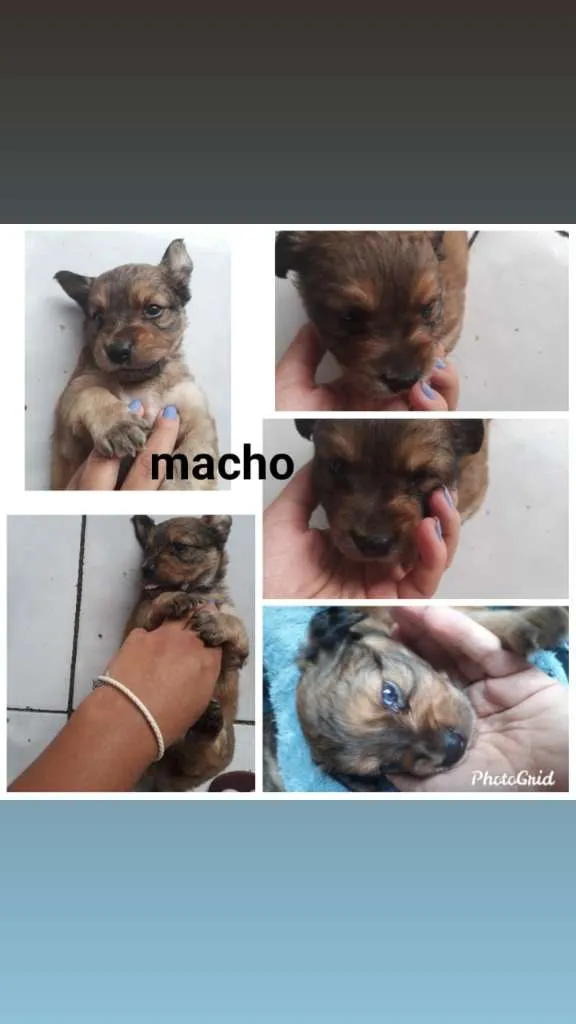 Cachorro ra a SRD-ViraLata idade Abaixo de 2 meses nome Sem nome