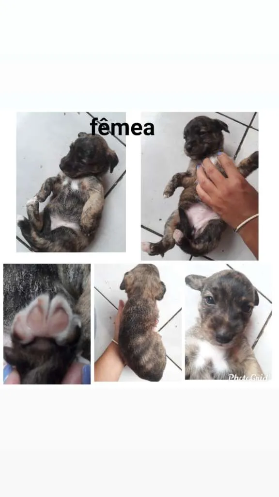 Cachorro ra a SRD-ViraLata idade Abaixo de 2 meses nome Sem nome