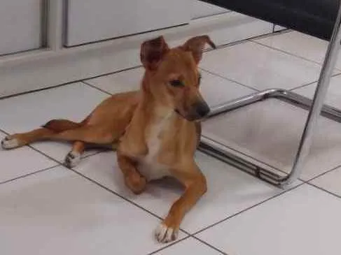 Cachorro ra a Indefinida idade 1 ano nome Scooby