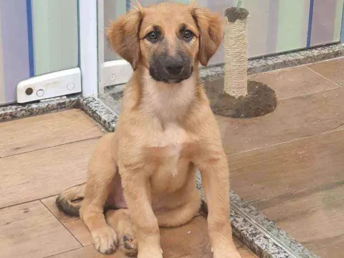 Cachorro ra a SRD idade 2 a 6 meses nome GAYA