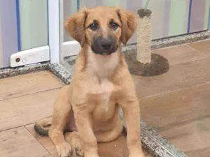 Cachorro raça SRD idade 2 a 6 meses nome GAYA