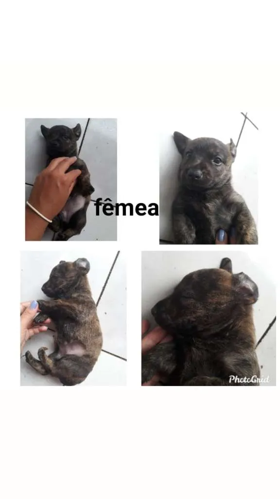 Cachorro ra a SRD-ViraLata idade Abaixo de 2 meses nome Anita