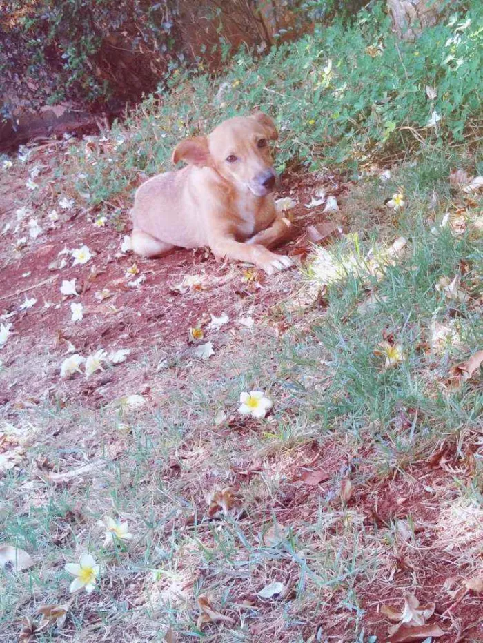 Cachorro ra a Indefinida idade 1 ano nome Scooby