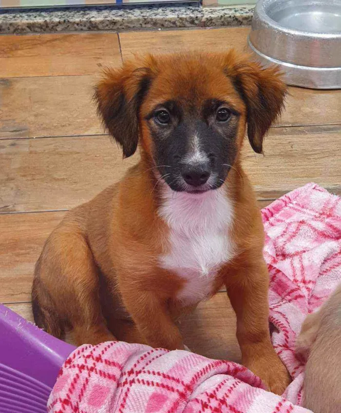 Cachorro ra a SRD idade 2 a 6 meses nome KAMILE