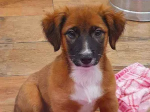Cachorro raça SRD idade 2 a 6 meses nome KAMILE