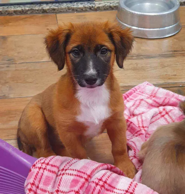 Cachorro ra a SRD idade 2 a 6 meses nome KAMILE