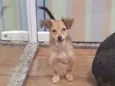 BOLT