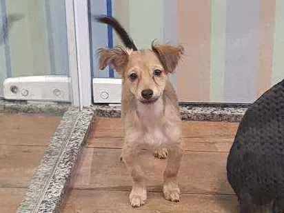 Cachorro ra a SRD idade 2 a 6 meses nome BOLT