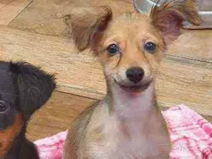 Cachorro raça SRD idade 2 a 6 meses nome BOLT