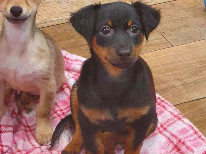 Cachorro ra a SRD idade 2 a 6 meses nome BENTO