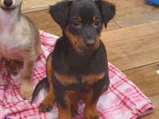 Cachorro ra a SRD idade 2 a 6 meses nome BENTO