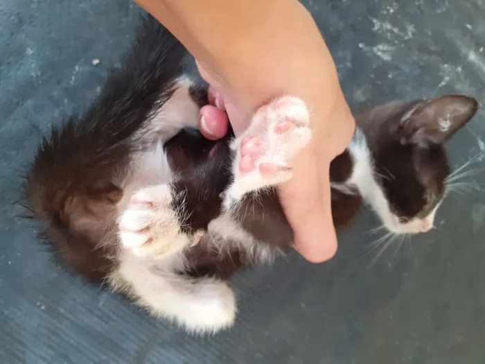 Gato raça gato de pelo curto idade 2 a 6 meses nome Filhotes