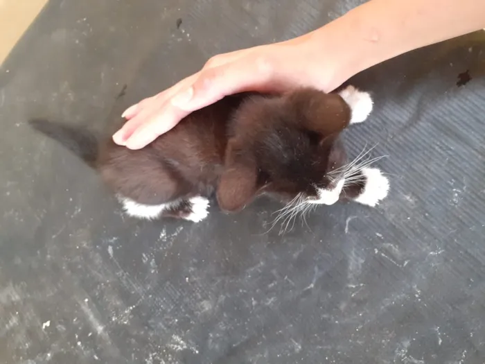 Gato raça gato de pelo curto idade 2 a 6 meses nome Filhotes