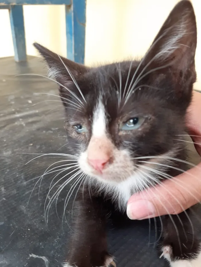 Gato raça gato de pelo curto idade 2 a 6 meses nome Filhotes