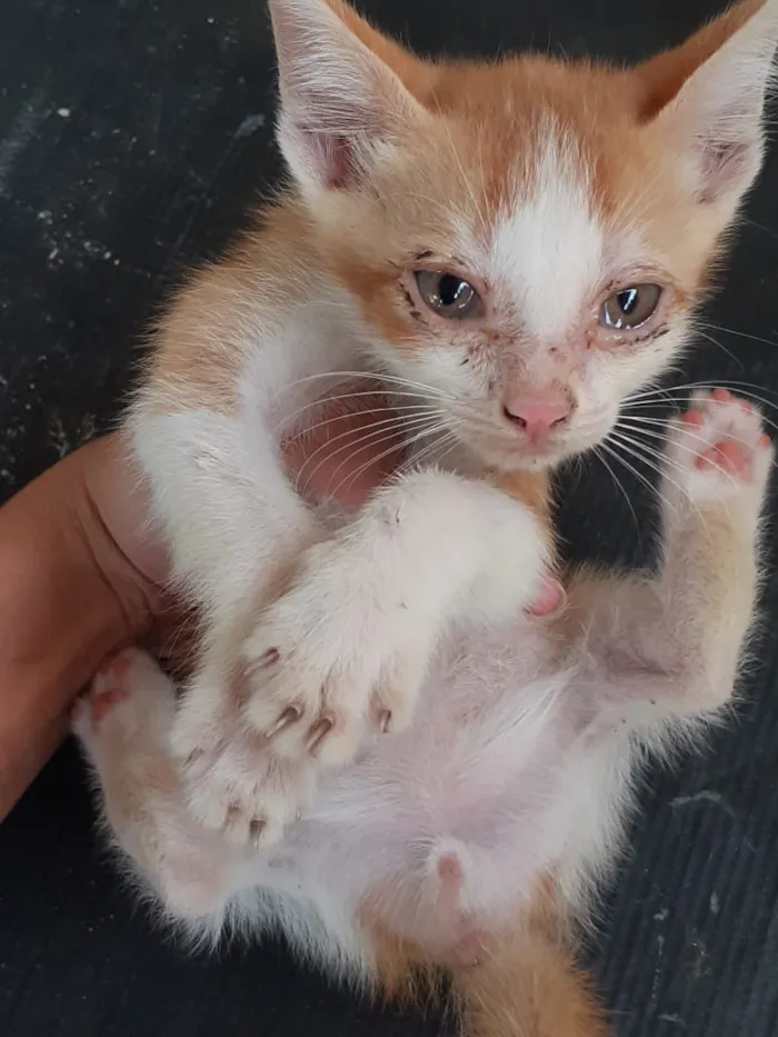 Gato raça gato de pelo curto idade 2 a 6 meses nome Filhotes
