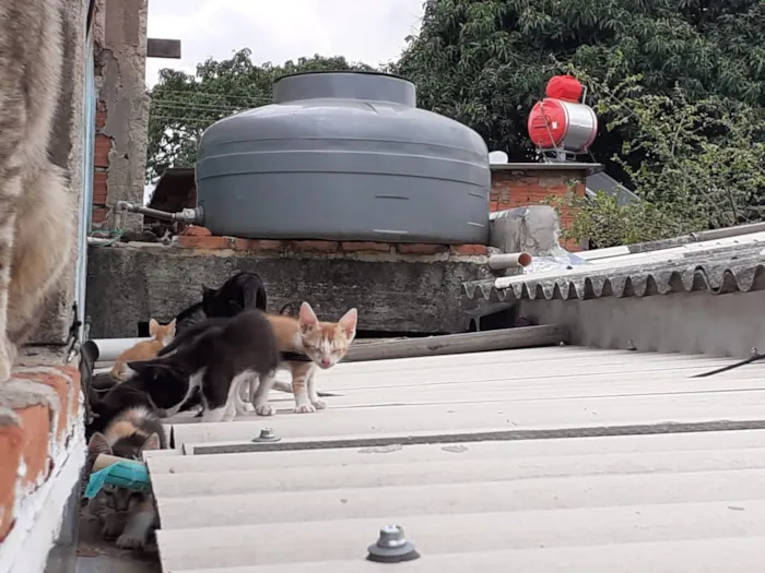 Gato raça gato de pelo curto idade 2 a 6 meses nome Filhotes