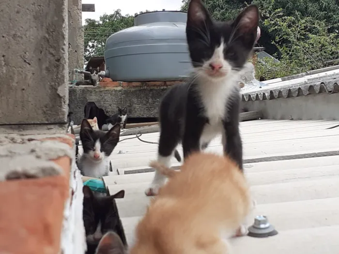 Gato raça gato de pelo curto idade 2 a 6 meses nome Filhotes