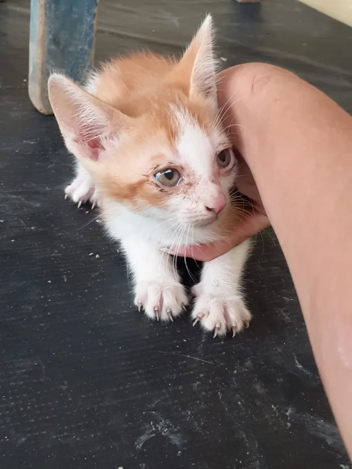 Gato raça gato de pelo curto idade 2 a 6 meses nome Filhotes