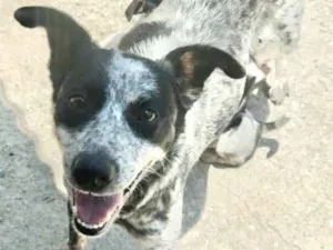 Cachorro raça Blue Heeler mestiça idade  nome Sandroca