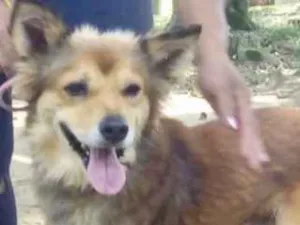 Cachorro raça  idade 1 ano nome Hector
