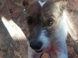 Cachorro raça Sem raça idade 4 anos nome Alaska