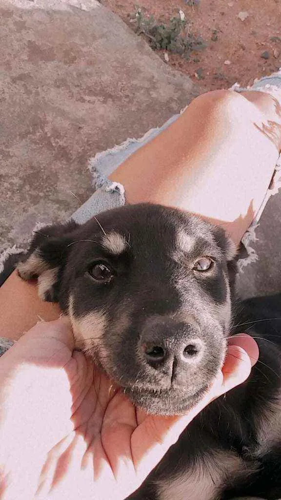 Cachorro ra a Não sabemos a raça definida  idade 2 a 6 meses nome Bella