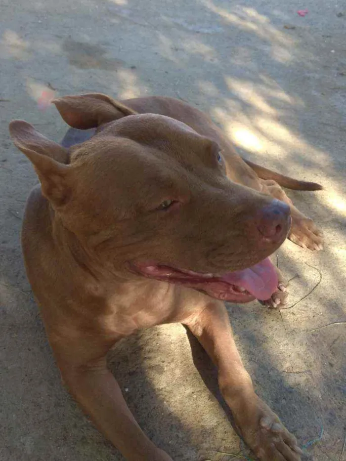 Cachorro ra a Pitbull idade 5 anos nome Pitty