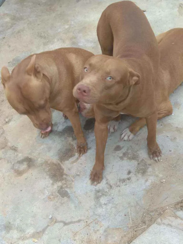 Cachorro ra a Pitbull idade 5 anos nome Pitty