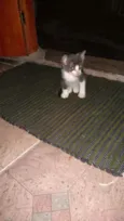 Fofuras
