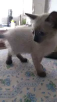 Fofuras