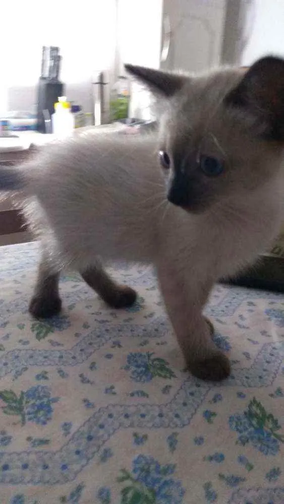 Gato ra a Sdr idade Abaixo de 2 meses nome Fofuras