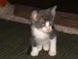 Fofuras