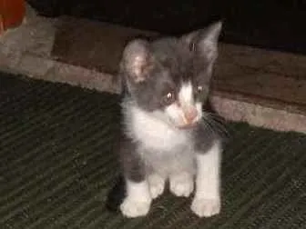 Gato ra a Sdr idade Abaixo de 2 meses nome Fofuras
