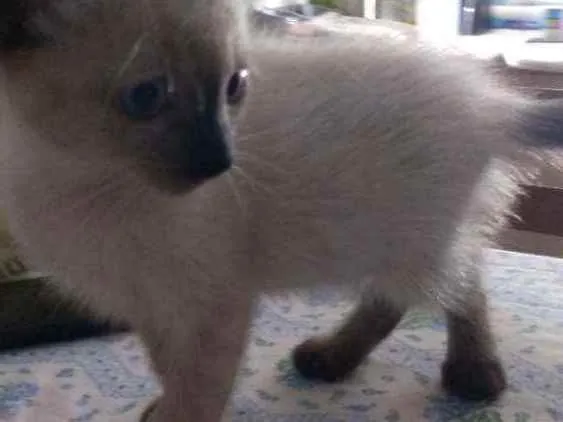 Gato ra a Sdr idade Abaixo de 2 meses nome Fofuras