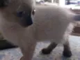 Fofuras