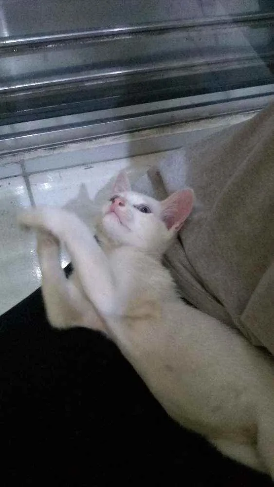 Gato ra a  idade 2 a 6 meses nome Sem nome