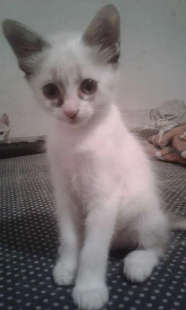 Gato ra a SRD-ViraLata idade 2 a 6 meses nome --