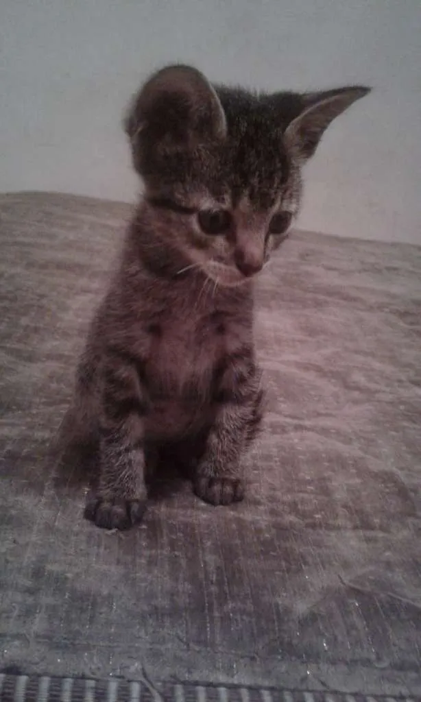 Gato ra a SRD-ViraLata idade 2 a 6 meses nome --