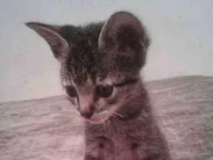 Gato raça SRD-ViraLata idade 2 a 6 meses nome --