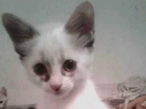 Gato raça SRD-ViraLata idade 2 a 6 meses nome --