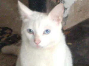 Gato raça Branco idade 1 ano nome Olafy