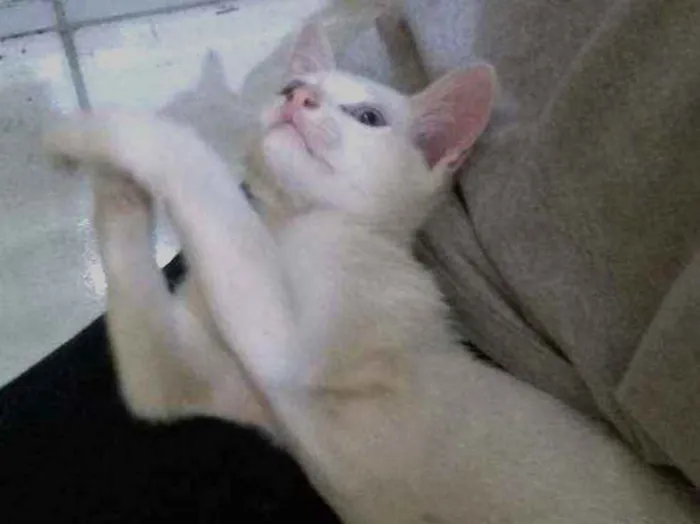 Gato ra a  idade 2 a 6 meses nome Sem nome