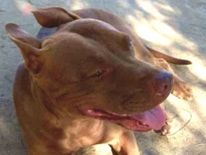 Cachorro raça Pitbull idade 5 anos nome Pitty