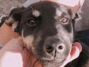 Cachorro raça Não sabemos a raça definida  idade 2 a 6 meses nome Bella